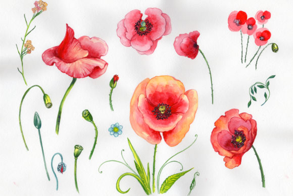 Download Field Red Poppies Watercolor Set - Red poppies watercolor Collection