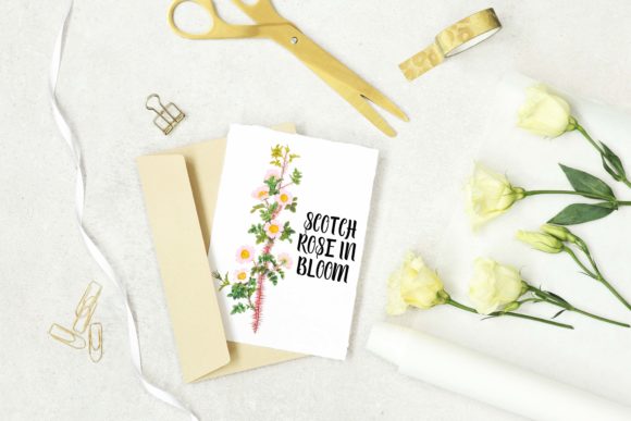 Download White Rose Vintage Botanical Illustration - White Collection